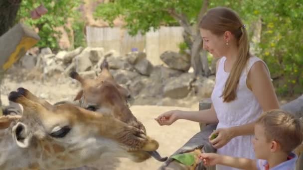 A young woman and her little son feed giraffes in a safari park — Stock Video