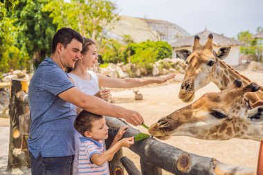 Mutlu anne, baba ve oğul hayvanat bahçesinde zürafayı izliyor ve besliyor. Mutlu bir aile sıcak yaz gününde hayvanlarla safari parkında eğleniyor.