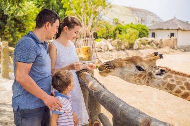 Mutlu anne, baba ve oğul hayvanat bahçesinde zürafayı izliyor ve besliyor. Mutlu bir aile sıcak yaz gününde hayvanlarla safari parkında eğleniyor.