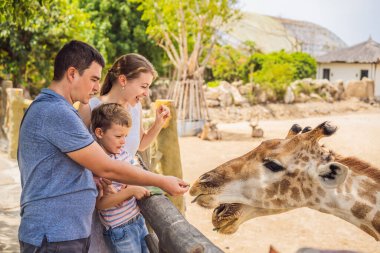 Mutlu anne, baba ve oğul hayvanat bahçesinde zürafayı izliyor ve besliyor. Mutlu bir aile sıcak yaz gününde hayvanlarla safari parkında eğleniyor.
