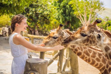 Hayvanat bahçesinde zürafayı seyreden ve besleyen mutlu kadın. Sıcak yaz gününde hayvanlarla safari parkında eğleniyor.