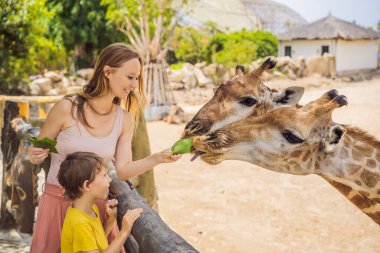 Mutlu anne ve oğul hayvanat bahçesinde zürafayı izleyip besliyor. Mutlu bir aile sıcak yaz gününde hayvanlarla safari parkında eğleniyor.