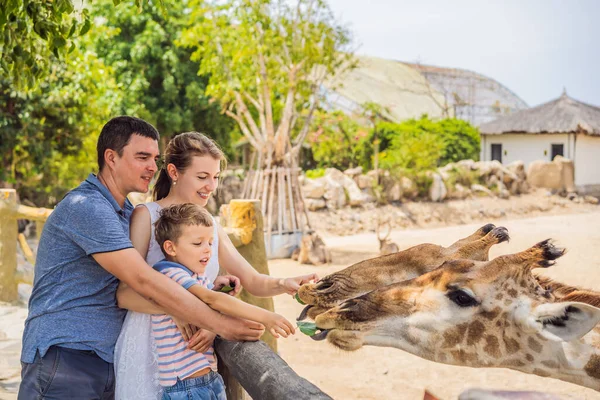Mutlu anne, baba ve oğul hayvanat bahçesinde zürafayı izliyor ve besliyor. Mutlu bir aile sıcak yaz gününde hayvanlarla safari parkında eğleniyor. — Stok fotoğraf