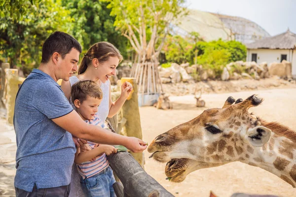 Щаслива мати, батько і син спостерігають і годують жирафа в зоопарку. Щаслива сім'я розважається з парком сафарі тварин у теплий літній день — стокове фото