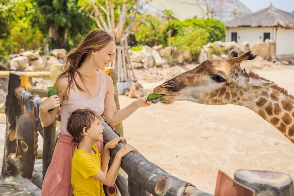 Mutlu anne ve oğul hayvanat bahçesinde zürafayı izleyip besliyor. Mutlu bir aile sıcak yaz gününde hayvanlarla safari parkında eğleniyor. — Stok fotoğraf