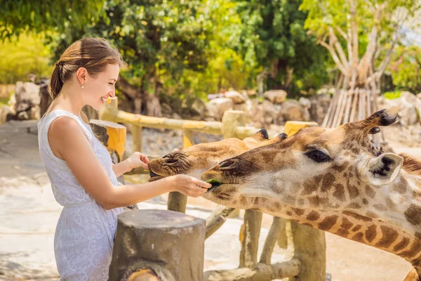 Hayvanat bahçesinde zürafayı seyreden ve besleyen mutlu kadın. Sıcak yaz gününde hayvanlarla safari parkında eğleniyor. — Stok fotoğraf