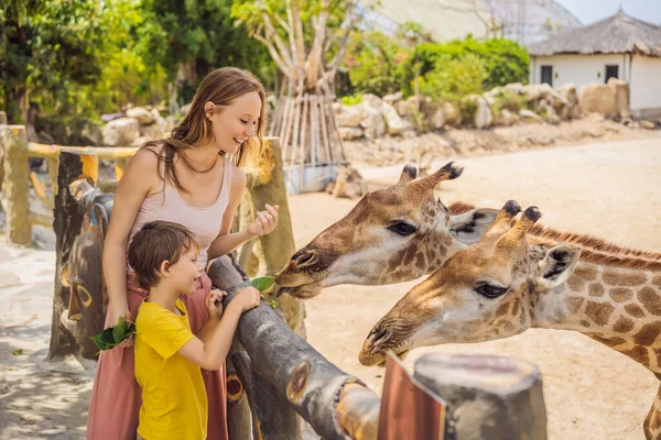 Happy mother and son watching and feeding giraffe in zoo. Happy family having fun with animals safari park on warm summer day