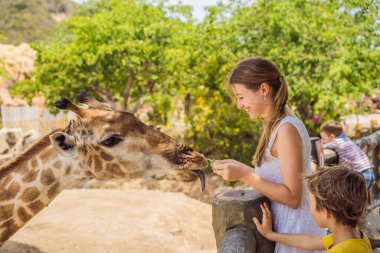 Hayvanat bahçesinde zürafayı seyreden ve besleyen mutlu kadın. Sıcak yaz gününde hayvanlarla safari parkında eğleniyor.