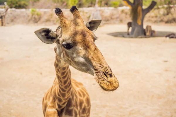 Жираф на фоне саванны — стоковое фото