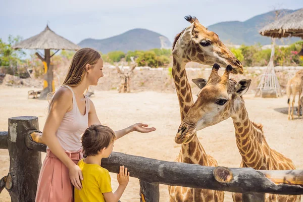 Mutlu anne ve oğul hayvanat bahçesinde zürafayı izleyip besliyor. Mutlu bir aile sıcak yaz gününde hayvanlarla safari parkında eğleniyor. — Stok fotoğraf