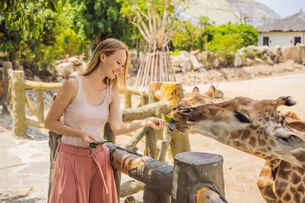 Hayvanat bahçesinde zürafayı seyreden ve besleyen mutlu kadın. Sıcak yaz gününde hayvanlarla safari parkında eğleniyor. — Stok fotoğraf