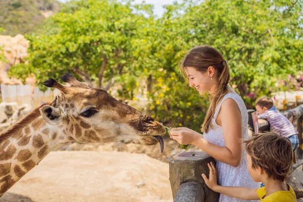 Hayvanat bahçesinde zürafayı seyreden ve besleyen mutlu kadın. Sıcak yaz gününde hayvanlarla safari parkında eğleniyor. — Stok fotoğraf