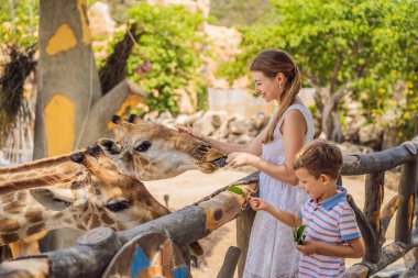 Mutlu anne ve oğul hayvanat bahçesinde zürafayı izleyip besliyor. Mutlu bir aile sıcak yaz gününde hayvanlarla safari parkında eğleniyor.