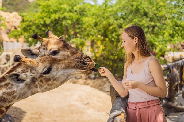 Щаслива жінка дивиться і годує жирафа в зоопарку. Вона розважається з парком сафарі тварин у теплий літній день — стокове фото