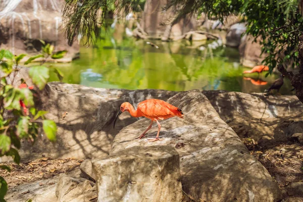연못에 있는 다채 로운 새들의 무리 — 스톡 사진