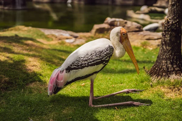 Um grupo de pássaros coloridos na lagoa — Fotografia de Stock