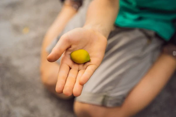 Mikrogul mango i en pojkhand — Stockfoto