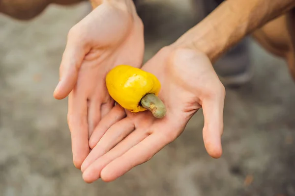 Kézimunka Kesudió gyümölcs kesudió alma a kézben — Stock Fotó