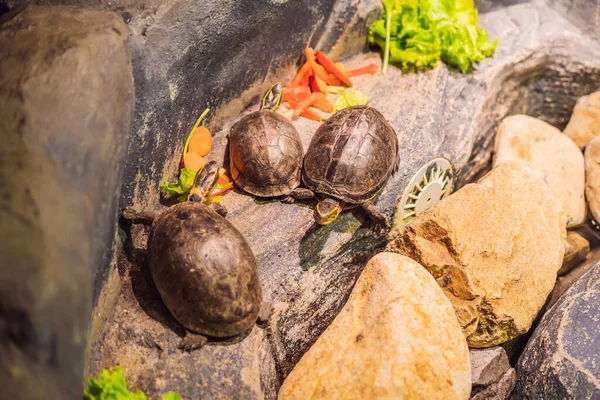 Черепахи едят овощи в террариуме — стоковое фото