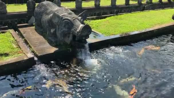 Carpes sacrées colorées dans un étang dans un temple asiatique. Tourné sur un téléphone — Video