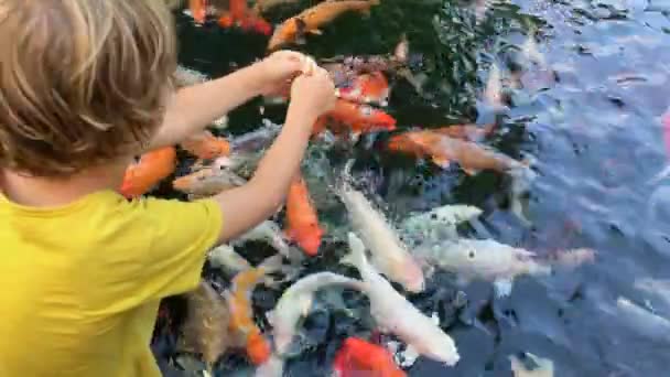 Dois meninos pequenos alimentam carpas sagradas coloridas em uma lagoa no templo asiático. Tiro em um telefone — Vídeo de Stock