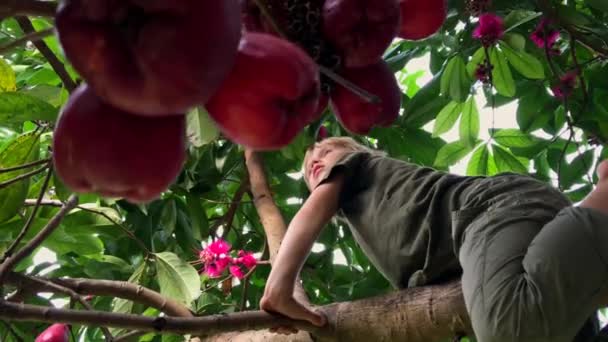 Ein kleiner Junge klettert auf den tropischen Baum voller Früchte. Schuss auf ein Handy — Stockvideo