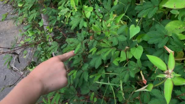 Il bambino tocca le foglie di una Mimosa pudica o cosiddetta pianta timida che si piega verso l'interno e si piega quando viene toccata o scossa. Girato su un telefono . — Video Stock