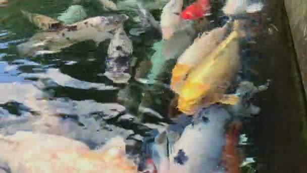 Carpas sagradas de colores en un estanque en el templo asiático. Disparo en un teléfono — Vídeos de Stock