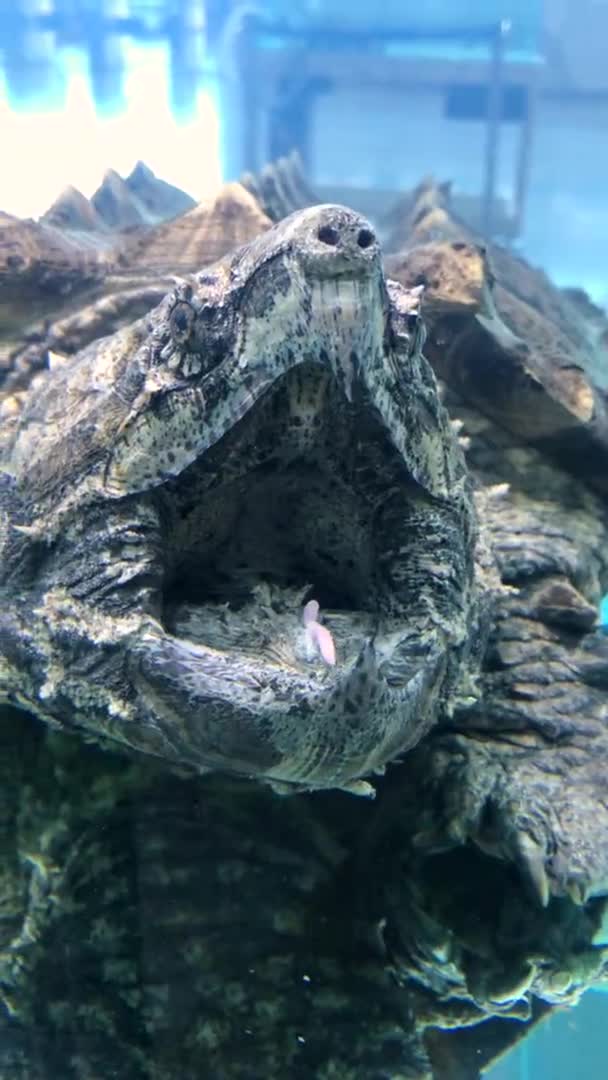 Vertikal video. Stor alligator knäppa sköldpadda i ett akvarium. Tagen i telefon — Stockvideo