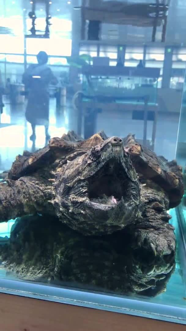 Vídeo vertical. Cocodrilo grande rompiendo tortuga en un acuario. Tomado en el teléfono — Vídeos de Stock