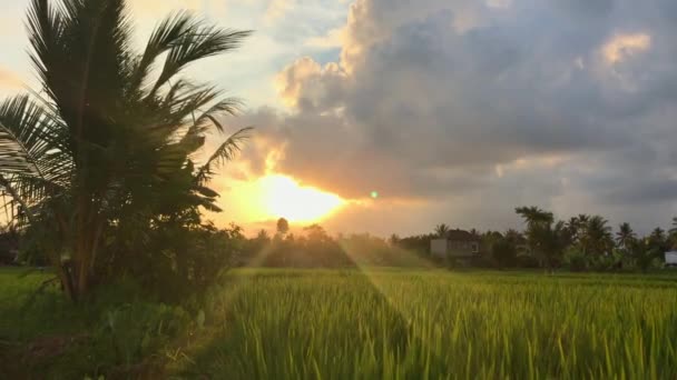 美丽的夕阳西下,美丽的绿色稻田.在电话上被枪击 — 图库视频影像