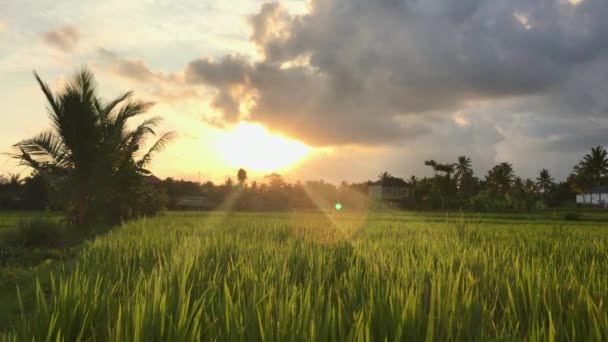 美丽的夕阳西下,美丽的绿色稻田.在电话上被枪击 — 图库视频影像