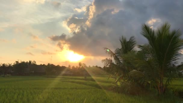 美丽的夕阳西下,美丽的绿色稻田.在电话上被枪击 — 图库视频影像