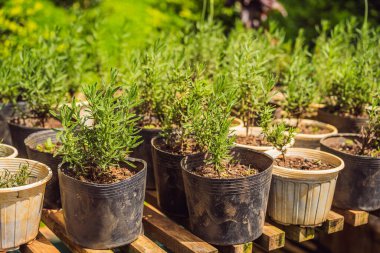 Tencerede taze organik biberiye.