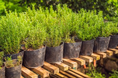 Tencerede taze organik biberiye.