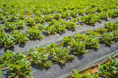 Sebze bahçesinde genç çilek çalıları olan yataklar.