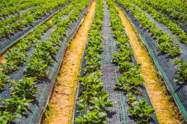 Sebze bahçesinde genç çilek çalıları olan yataklar.