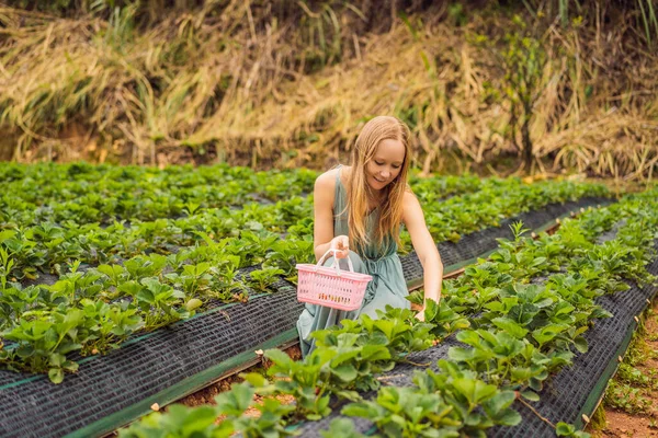 庭で新鮮なイチゴを集める幸せな女性 — ストック写真
