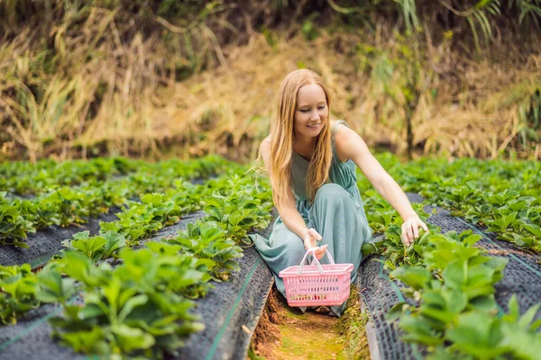 Lycklig kvinna samlar färska jordgubbar i trädgården — Stockfoto