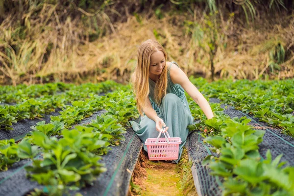 Lycklig kvinna samlar färska jordgubbar i trädgården — Stockfoto