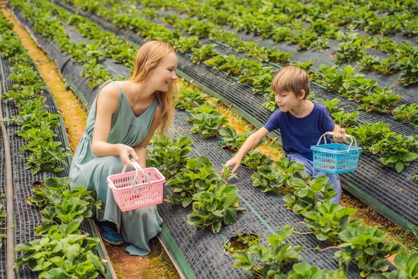 Anne ve oğul yazın organik çilek çiftliğinde böğürtlen topluyor. — Stok fotoğraf