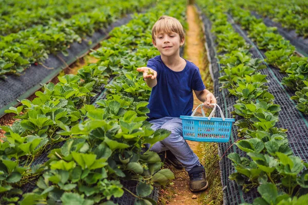 Menino na fazenda de morango orgânico no verão, colhendo bagas — Fotografia de Stock