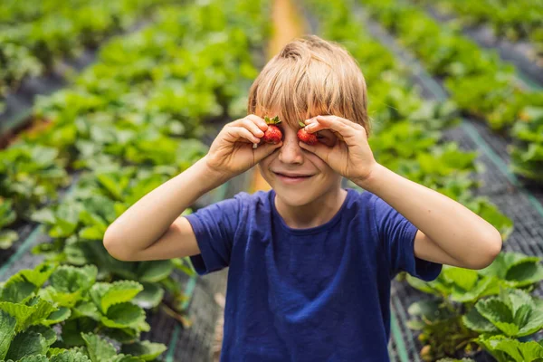 Pequeño niño en la granja de fresas orgánicas en verano, recogiendo bayas — Foto de Stock