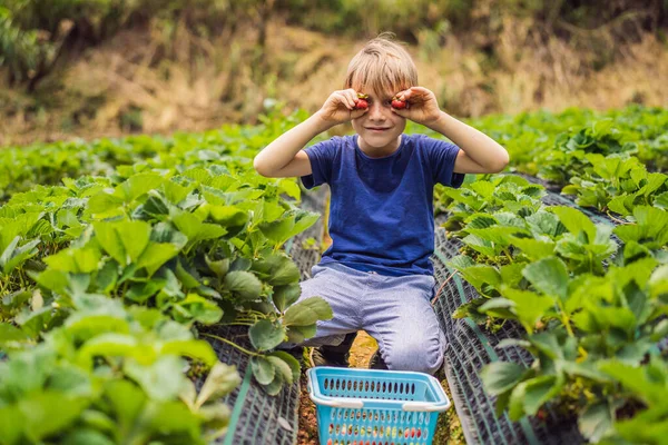 Egy kisgyerek a bio eperfarmon nyáron, szedi a bogyókat. — Stock Fotó