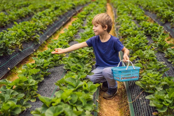 Pequeño niño en la granja de fresas orgánicas en verano, recogiendo bayas — Foto de Stock