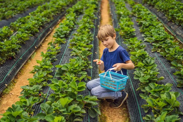 Küçük çocuk yazın organik çilek çiftliğinde böğürtlen topluyor. — Stok fotoğraf