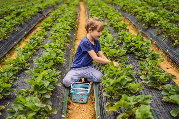 Egy kisgyerek a bio eperfarmon nyáron, szedi a bogyókat. — Stock Fotó