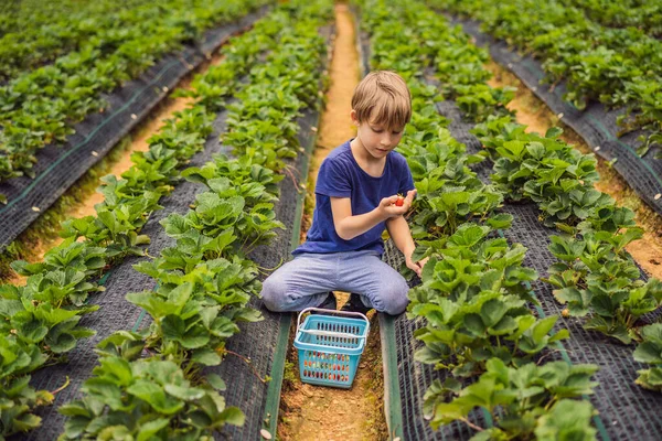 Menino na fazenda de morango orgânico no verão, colhendo bagas — Fotografia de Stock