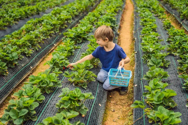 Pequeño niño en la granja de fresas orgánicas en verano, recogiendo bayas — Foto de Stock