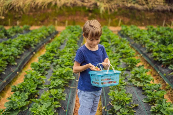 Menino na fazenda de morango orgânico no verão, colhendo bagas — Fotografia de Stock